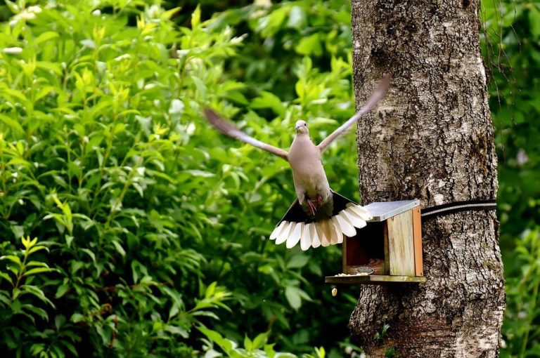 Marfologi dan Klasifikasi burung merpati