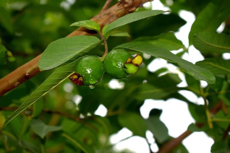 Cara Budidaya Dari Penyerbukan Bunga Jambu Biji