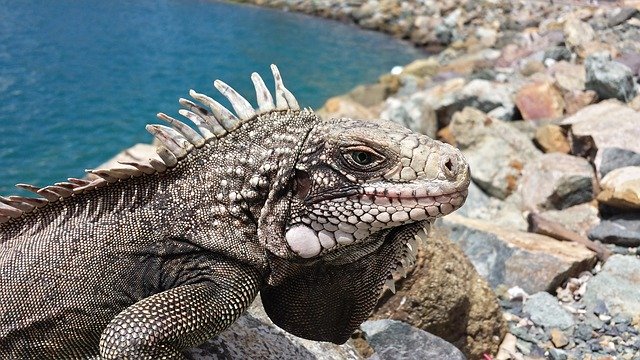 Kelebihan Dari Jenis Reptil Iguana Biru