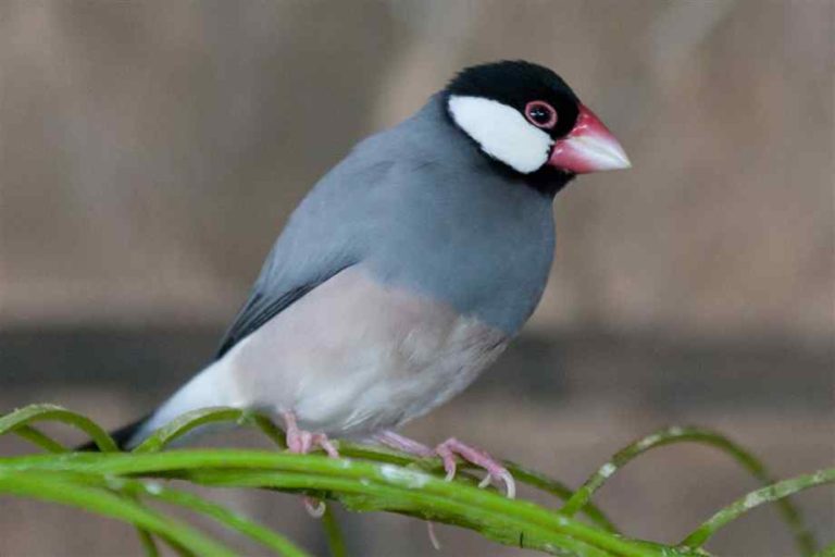 Java Finch: Bird Species Profile