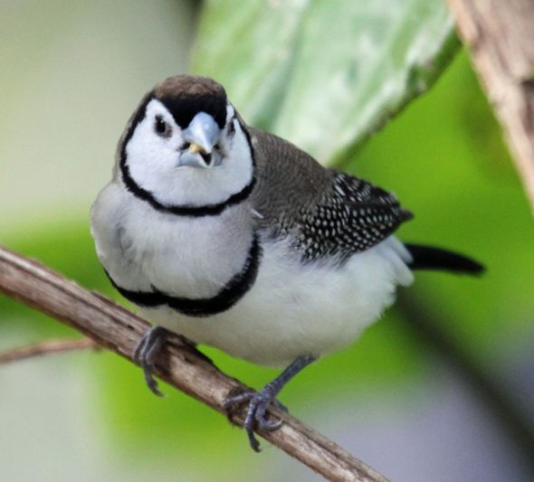 Owl Finch (Bicheno Finch): Bird Species Profile