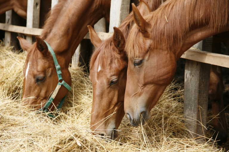 10 Usual Steed Feeding Mistakes